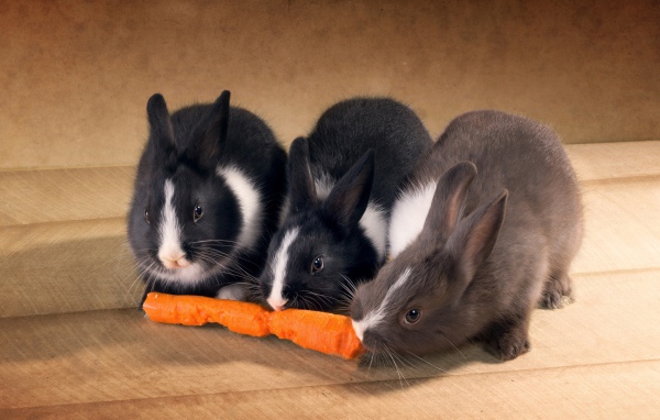 Три милых декоративных кролика грызут морковку