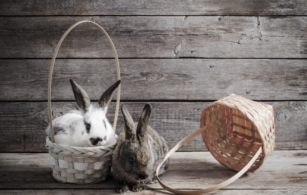 Два кролика сидят в корзинах на деревянном фоне