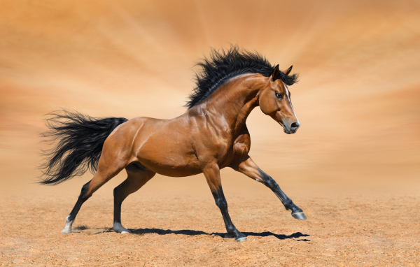 Красивая коричневая лошадь скачет по песку