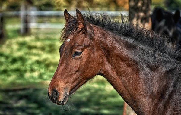 Большая коричневая лошадь крупным планом