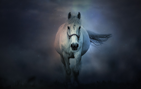 Большая белая лошадь бежит в тумане