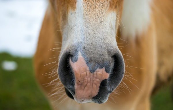 Нос большой коричневой лошади
