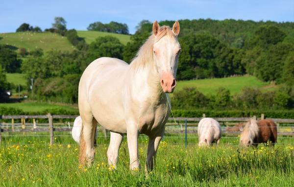 Белая лошадь пасется на ферме