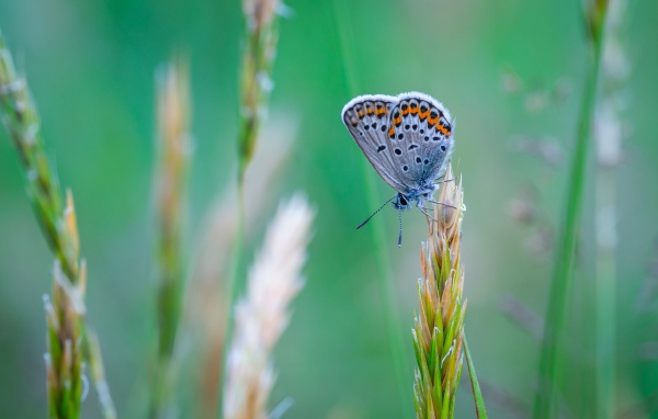 Красивая голубая бабочка сидит на колоске