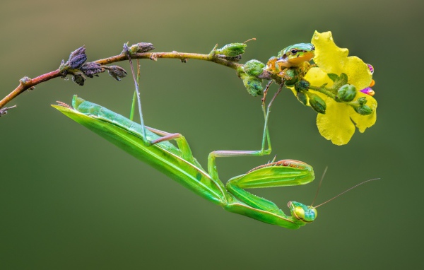 Зеленый богомол сидит на желтом цветке
