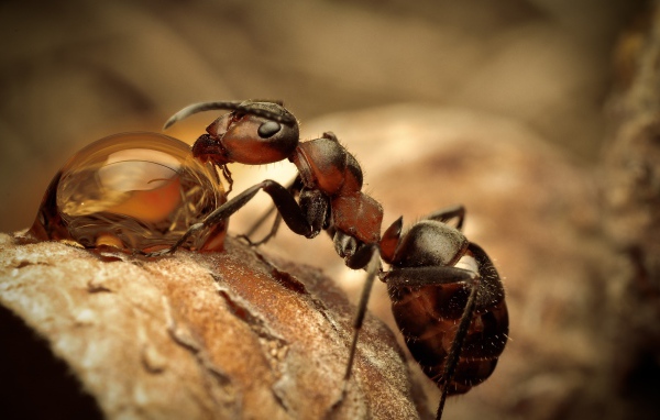Муравей пьет росу макросъемка 