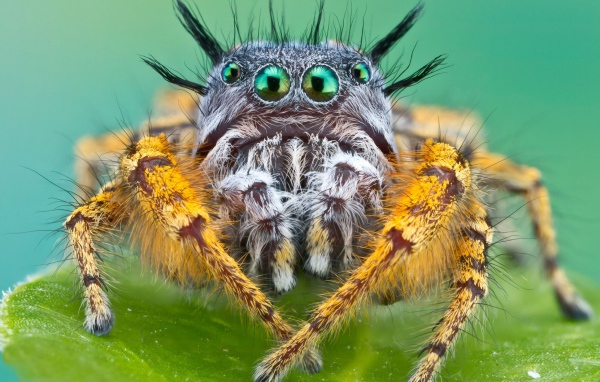 Паук Багира Киплинга крупным планом