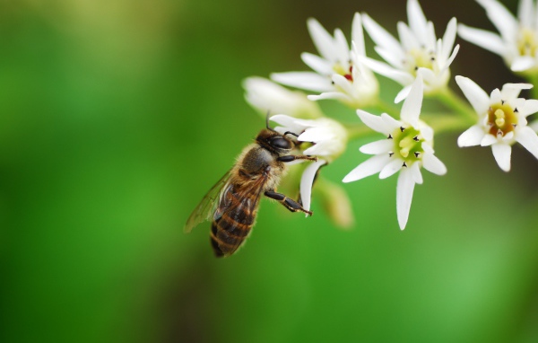 Пчела собирает нектар с белых цветов 