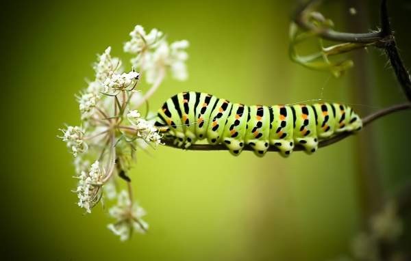 Большая гусеница на белом полевом цветке 