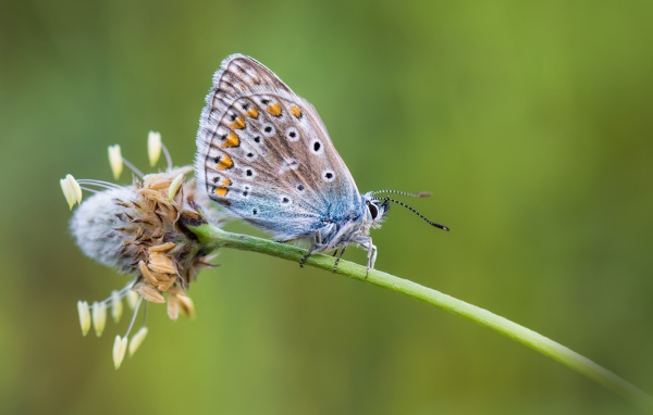 Голубая бабочка сидит на цветке 