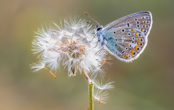 Голубая бабочка сидит на одуванчике