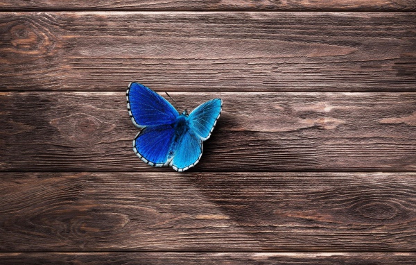Голубая бабочка сидит на деревянной поверхности 