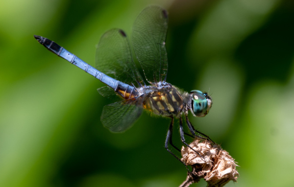 Голубая стрекоза сидит на цветке