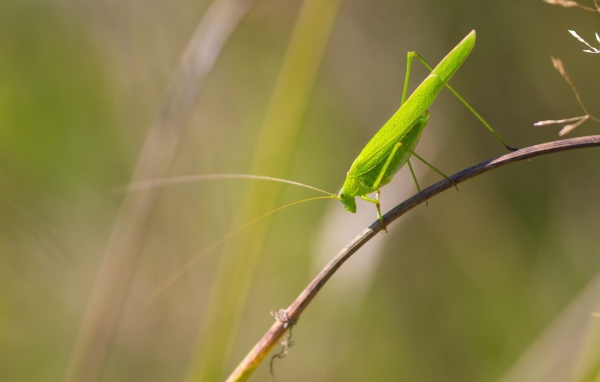 Зеленый кузнечик сидит на траве 