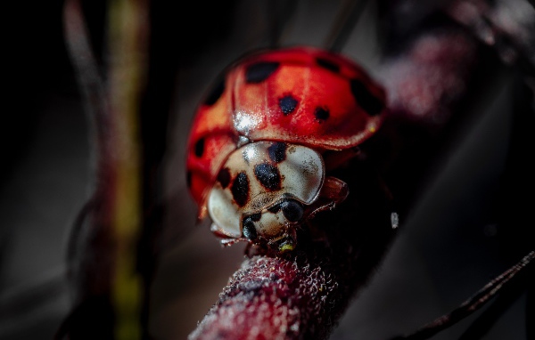 Божья коровка на ветке крупным планом