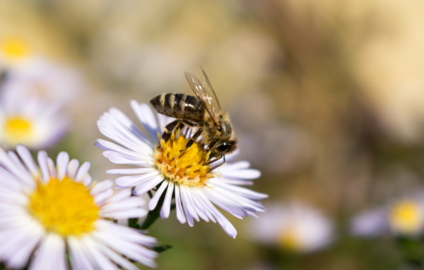 Маленькая пчела сидит на цветке сентябринки