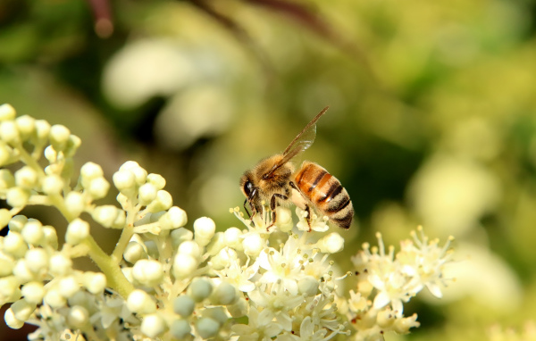 Маленькая пчела сидит на белом цветке