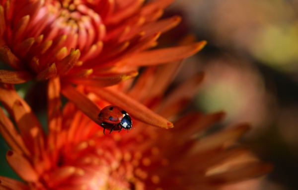Маленькая красная божья коровка на цветке 