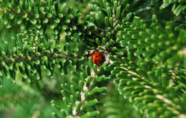 Красная божья коровка на зеленой ветке