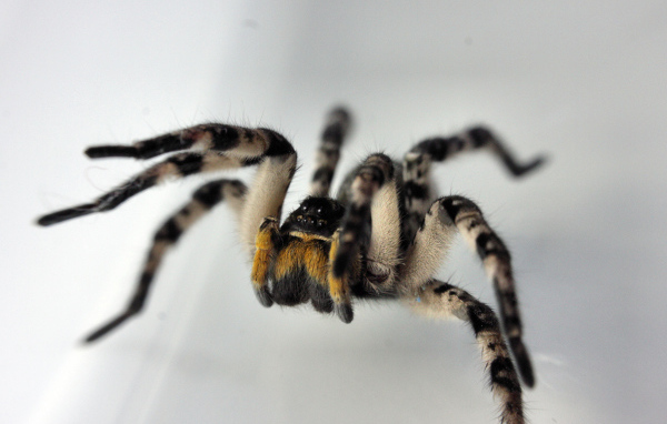 Паук на сером фоне крупным планом