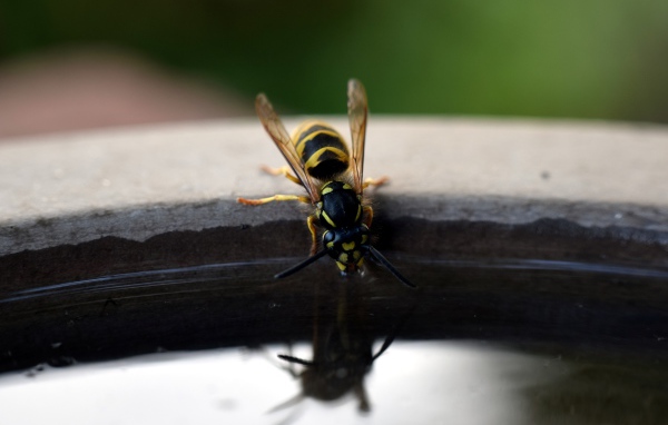 Оса пьет воду из бочки