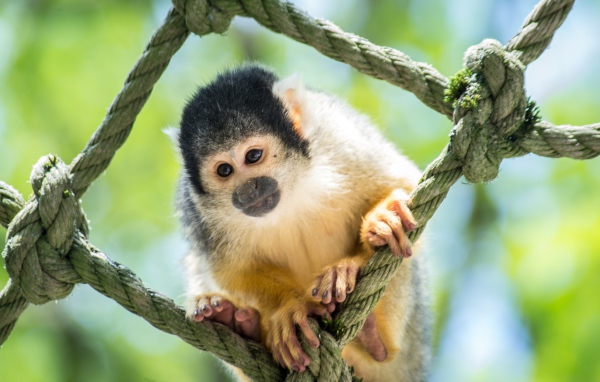 Обезьяна капуцин сидит на сетке