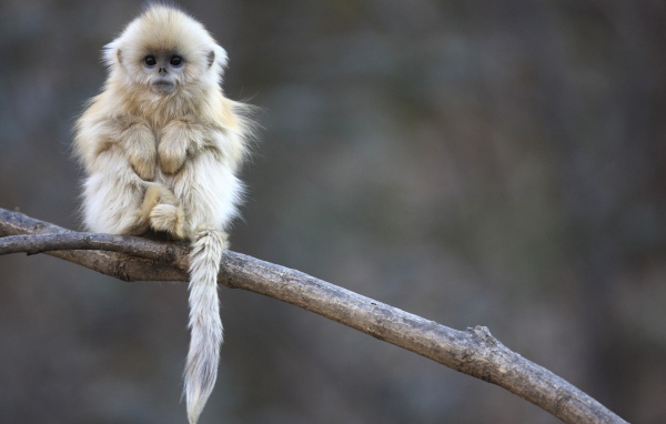 Маленькая обезьянка сидит на ветке дерева