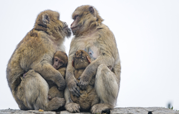 Две обезьяны с детенышами 