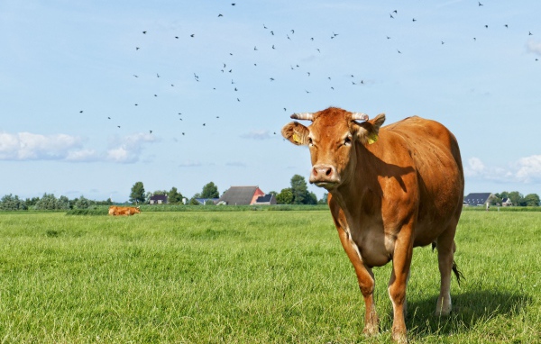 Большая домашняя корова пасется на зеленой траве