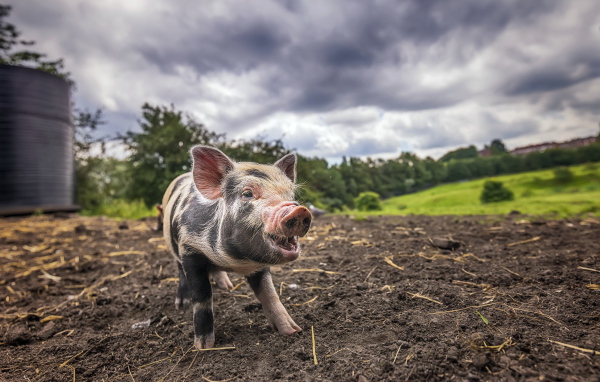 Little piglet on the ground under a cloudy sky