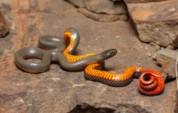 Красивая маленькая змея у камней