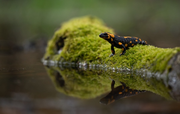 Красивая саламандра отражается в воде