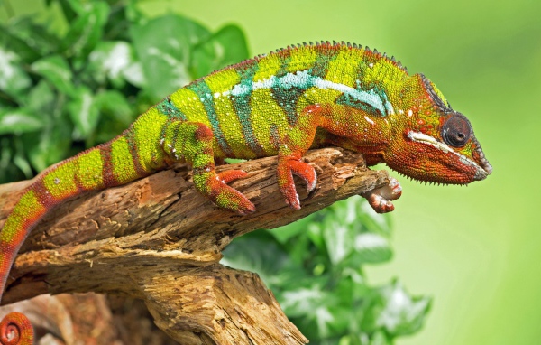 Большой красивый хамелеон сидит на дереве