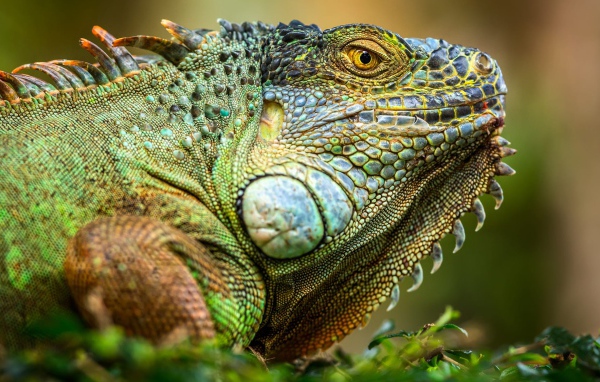 Большая зеленая игуана крупным планом 