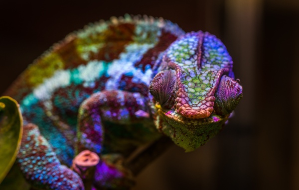 Хамелеон с разноцветной окраской сидит на ветке