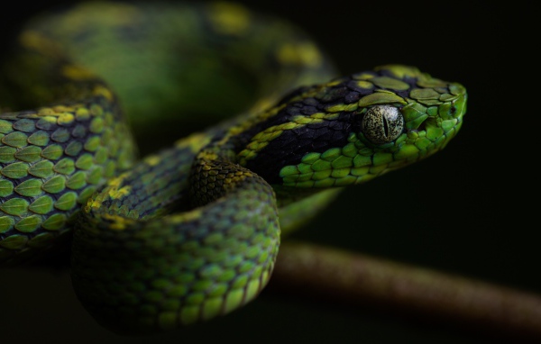 Зеленая гадюка с большими глазами на ветке