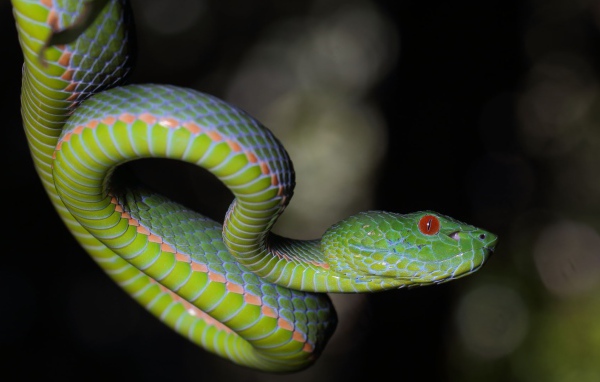 Зеленая гадюка с красными глазами на ветке