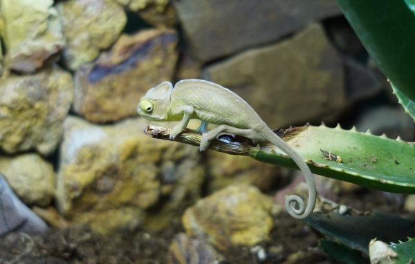 Зеленый хамелеон сидит на ветке алоэ