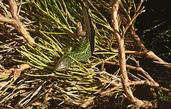 Зеленая ящерица в ветках 