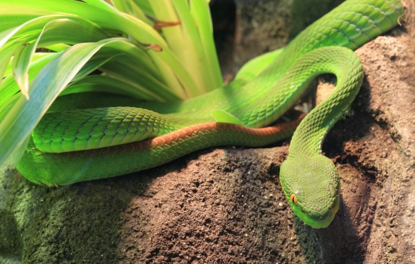 Зеленая змея ползет по земле у растения 