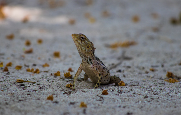 Маленькая ящерица на песке