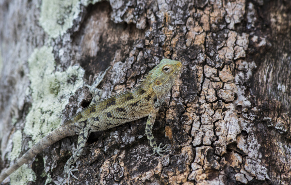 Маленькая ящерица сливается с деревом