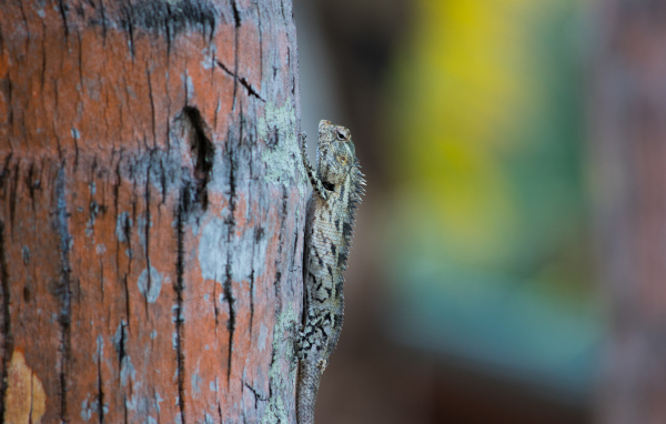 Маленькая ящерица на стволе дерева