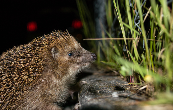 Большой колючий еж у зеленой траве