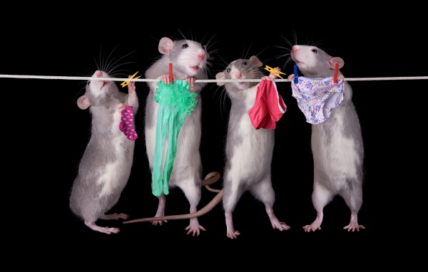 Четыре крысы развешивают белье на веревку