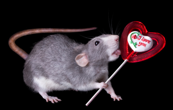 Забавная крыса с леденцом на черном фоне