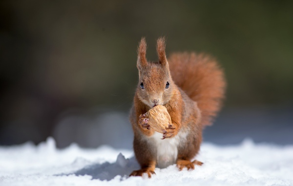 Маленькая рыжая белка с орехом на снегу