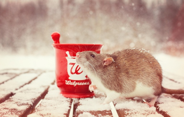 Крыса с чашкой чая на снегу, символ нового года 2020 