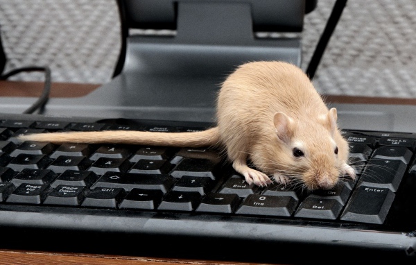 Рыжая крыса сидит на черной клавиатуре 