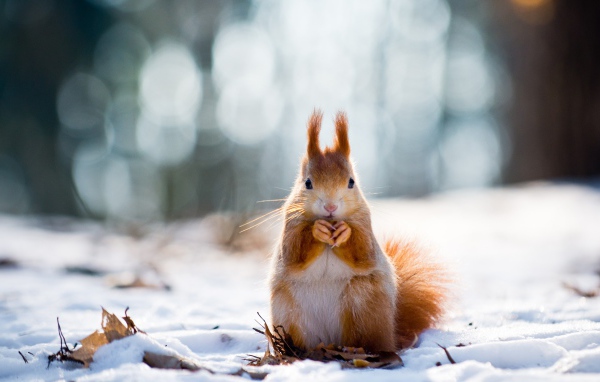 Рыжая белка грызет орех на снегу